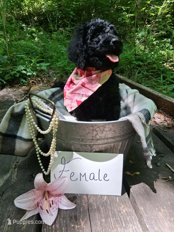 Charlotte – Irish Doodle puppy for sale in Ellijay, GA