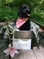 Charlotte, a female Irish Doodle for sale in Ellijay, GA – 1 of 4