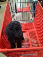 Dolly, a female Irish Doodle for sale in Ellijay, GA – 3 of 4