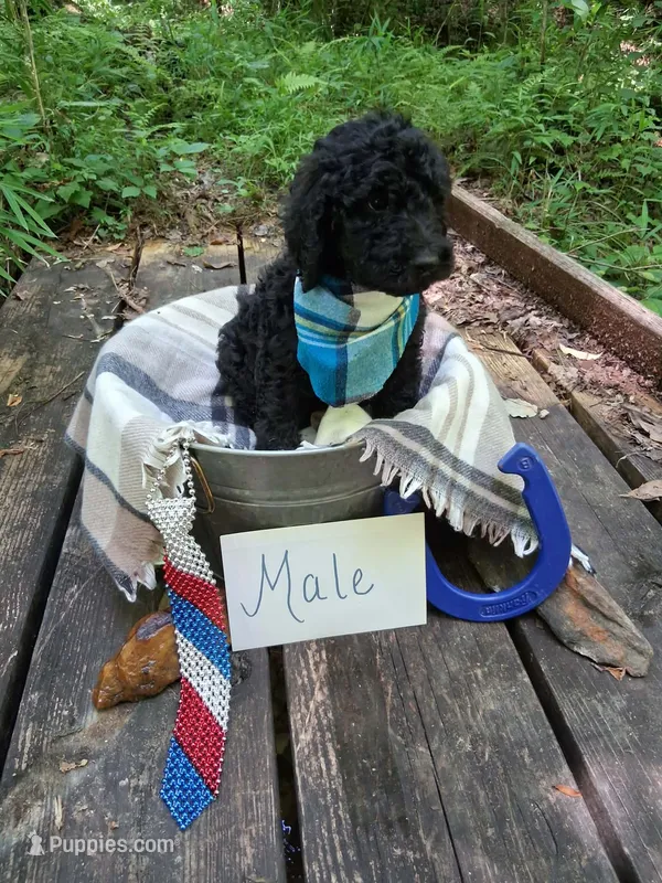 Chip – Irish Doodle puppy on hold in Ellijay, GA