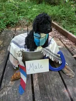 Chip, a male Irish Doodle for sale in Ellijay, GA – 1 of 1