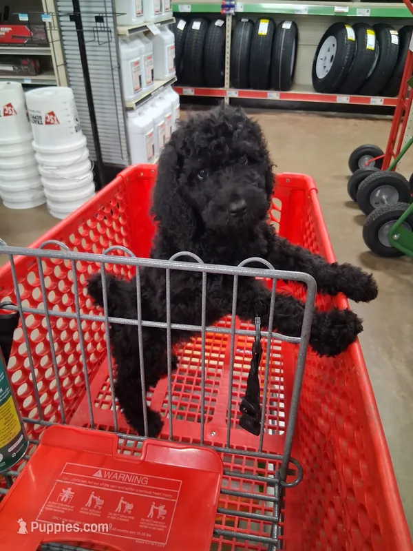 Dolly – Irish Doodle puppy for sale in Ellijay, GA