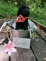 Dolly, a female Irish Doodle for sale in Ellijay, GA – 2 of 4