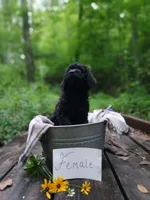 Charlotte, a female Irish Doodle for sale in Ellijay, GA – 3 of 4