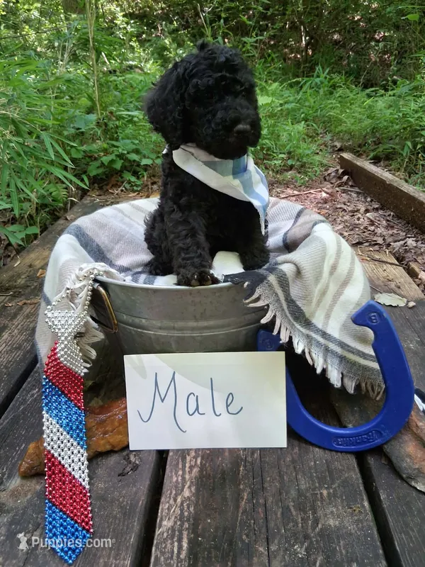 Jack-Jack – Irish Doodle puppy on hold in Ellijay, GA