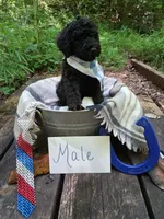 Jack-Jack, a male Irish Doodle for sale in Ellijay, GA – 1 of 1