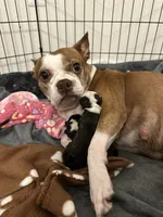 processed/adac8e8c-9420-4511-93f8-47f93de2f58d/facility/3988198a-7d64-4868-ae50-22c485ee7908