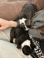 processed/adac8e8c-9420-4511-93f8-47f93de2f58d/listing/af8d09fa-787a-4114-8aba-b80b40f95c64/926f19fc-2f00-4317-a4bb-fd3f970dcf97