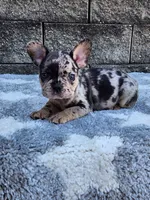 Ace, a male French Bulldog for sale in Shipshewana, IN – 4 of 10