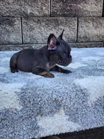 Gus , a male French Bulldog for sale in Shipshewana, IN – 8 of 8