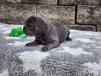 Sophie , a female French Bulldog for sale in Shipshewana, IN – 4 of 10