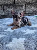 Ace, a male French Bulldog for sale in Shipshewana, IN – 5 of 10