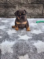 Cooper , a male French Bulldog for sale in Shipshewana, IN – 5 of 7