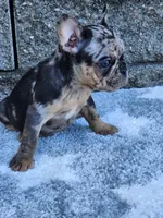 Axel, a male French Bulldog for sale in Shipshewana, IN – 4 of 7
