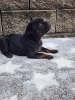 Gus , a male French Bulldog for sale in Shipshewana, IN – 4 of 7