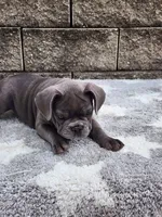 Sophie , a female French Bulldog for sale in Shipshewana, IN – 7 of 7