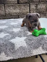 Koda, a male French Bulldog for sale in Shipshewana, IN – 5 of 9
