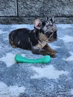 Axel, a male French Bulldog for sale in Shipshewana, IN – 6 of 7