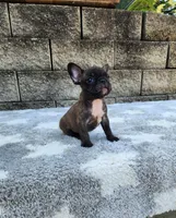 Jazz, a male French Bulldog for sale in Shipshewana, IN – 7 of 10