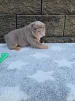 Gigi, a female English Bulldog for sale in Shipshewana, IN – 2 of 8