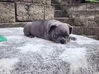 Sophie , a female French Bulldog for sale in Shipshewana, IN – 5 of 10