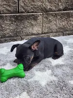 Gus , a male French Bulldog for sale in Shipshewana, IN – 2 of 7