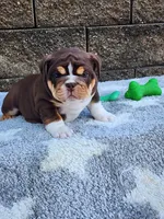 Peggy , a female English Bulldog for sale in Shipshewana, IN – 4 of 9