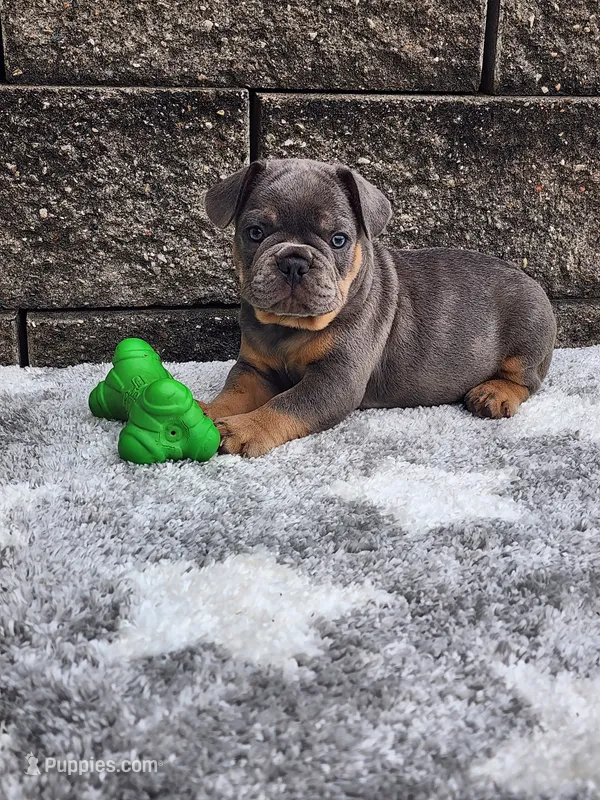 Koda – French Bulldog puppy for sale in Shipshewana, IN