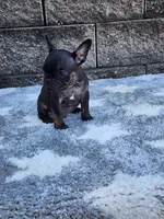 Gus , a male French Bulldog for sale in Shipshewana, IN – 4 of 8
