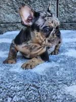 Axel, a male French Bulldog for sale in Shipshewana, IN – 3 of 7