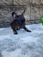 Gus , a male French Bulldog for sale in Shipshewana, IN – 2 of 8