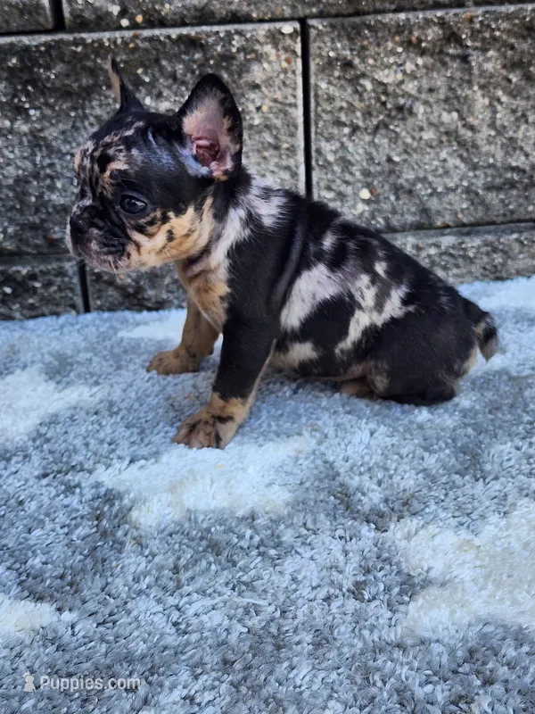 Cooper – French Bulldog puppy for sale in Shipshewana, IN