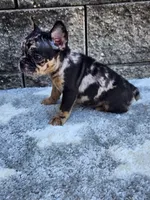 Cooper, a male French Bulldog for sale in Shipshewana, IN – 1 of 10