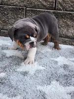 Ada, a female English Bulldog for sale in Shipshewana, IN – 4 of 7