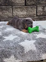 Koda, a male French Bulldog for sale in Shipshewana, IN – 6 of 9