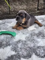 Quinn , a male French Bulldog for sale in Shipshewana, IN – 2 of 8