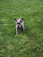 Sophie , a female French Bulldog for sale in Shipshewana, IN – 5 of 7