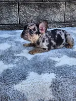 Ace, a male French Bulldog for sale in Shipshewana, IN – 8 of 10
