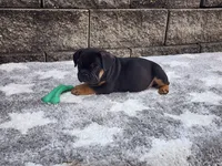 Logan, a male French Bulldog for sale in Shipshewana, IN – 3 of 6