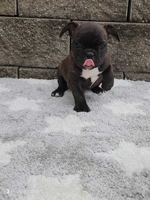 Jazz – French Bulldog puppy for sale in Shipshewana, IN
