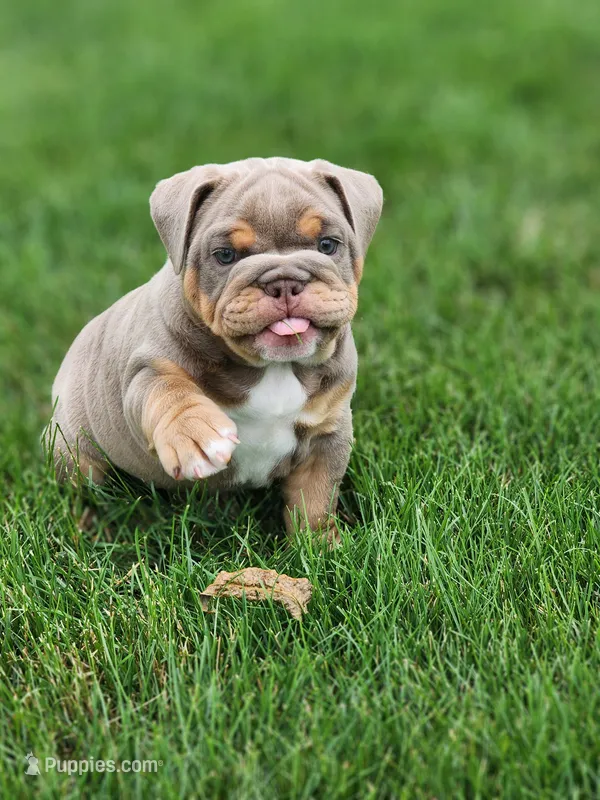 Gigi – English Bulldog puppy for sale in Shipshewana, IN