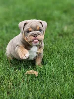 Gigi, a female English Bulldog for sale in Shipshewana, IN – 1 of 10