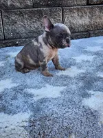 Daisy , a female French Bulldog for sale in Shipshewana, IN – 5 of 10