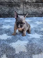 Daisy , a female French Bulldog for sale in Shipshewana, IN – 9 of 10