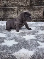 Prince, a male French Bulldog for sale in Shipshewana, IN – 6 of 8
