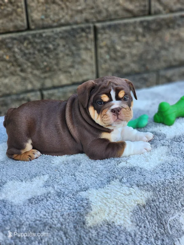 Peggy  – English Bulldog puppy for sale in Shipshewana, IN