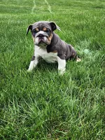 Ada, a female English Bulldog for sale in Shipshewana, IN – 4 of 6