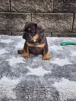 Cooper , a male French Bulldog for sale in Shipshewana, IN – 6 of 7