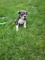 Ada, a female English Bulldog for sale in Shipshewana, IN – 2 of 6