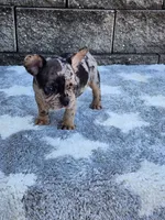 Ace, a male French Bulldog for sale in Shipshewana, IN – 9 of 10